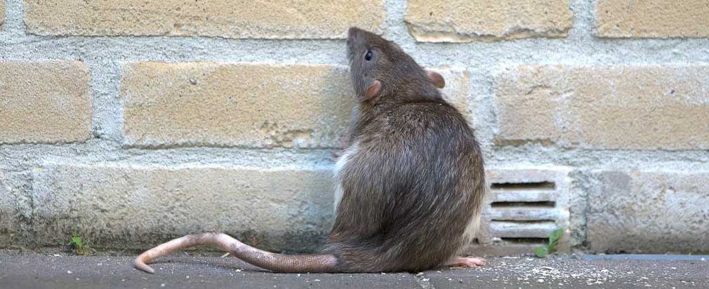 sewer rat
