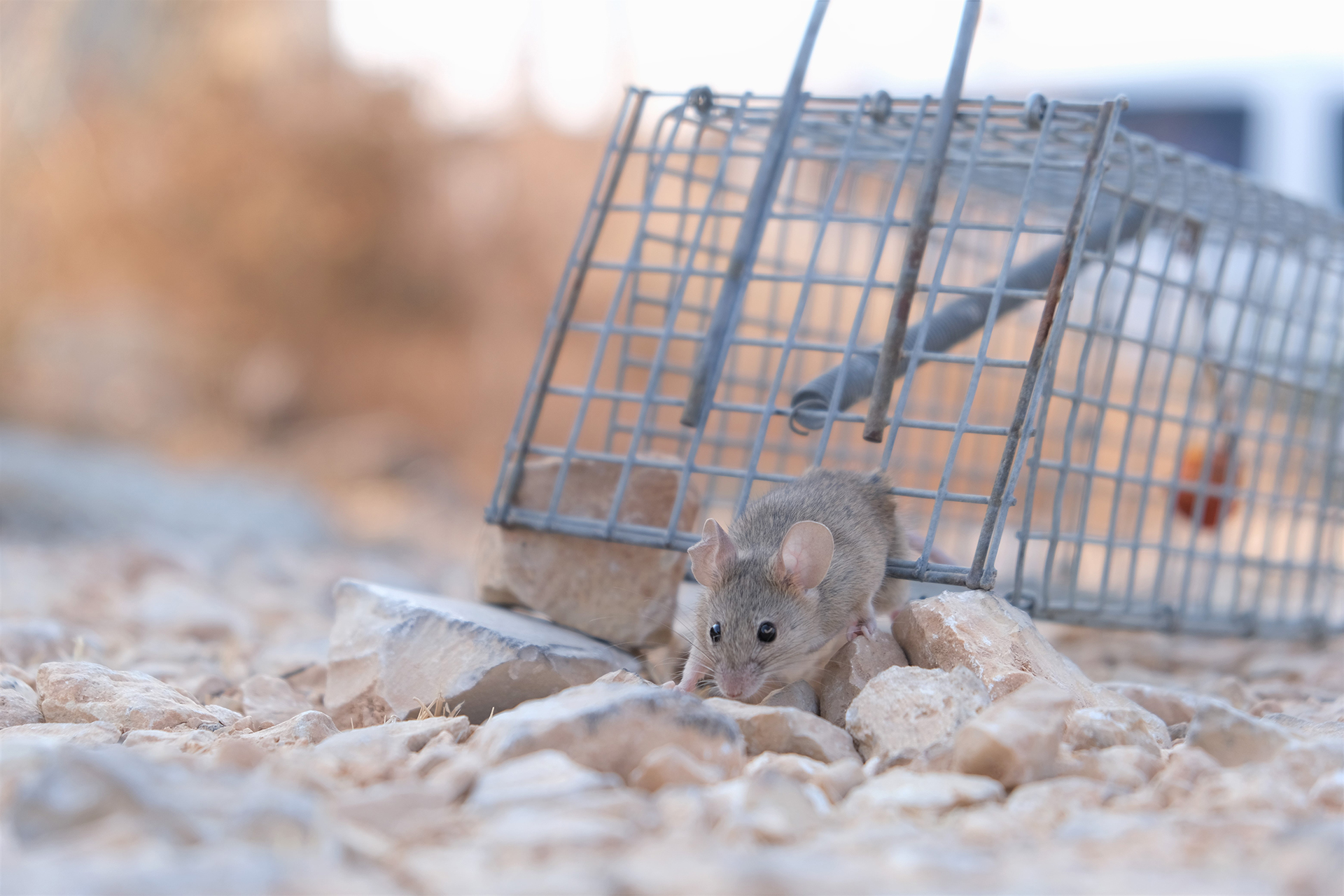 Produit anti souris : les poisons efficaces pour tuer un rat