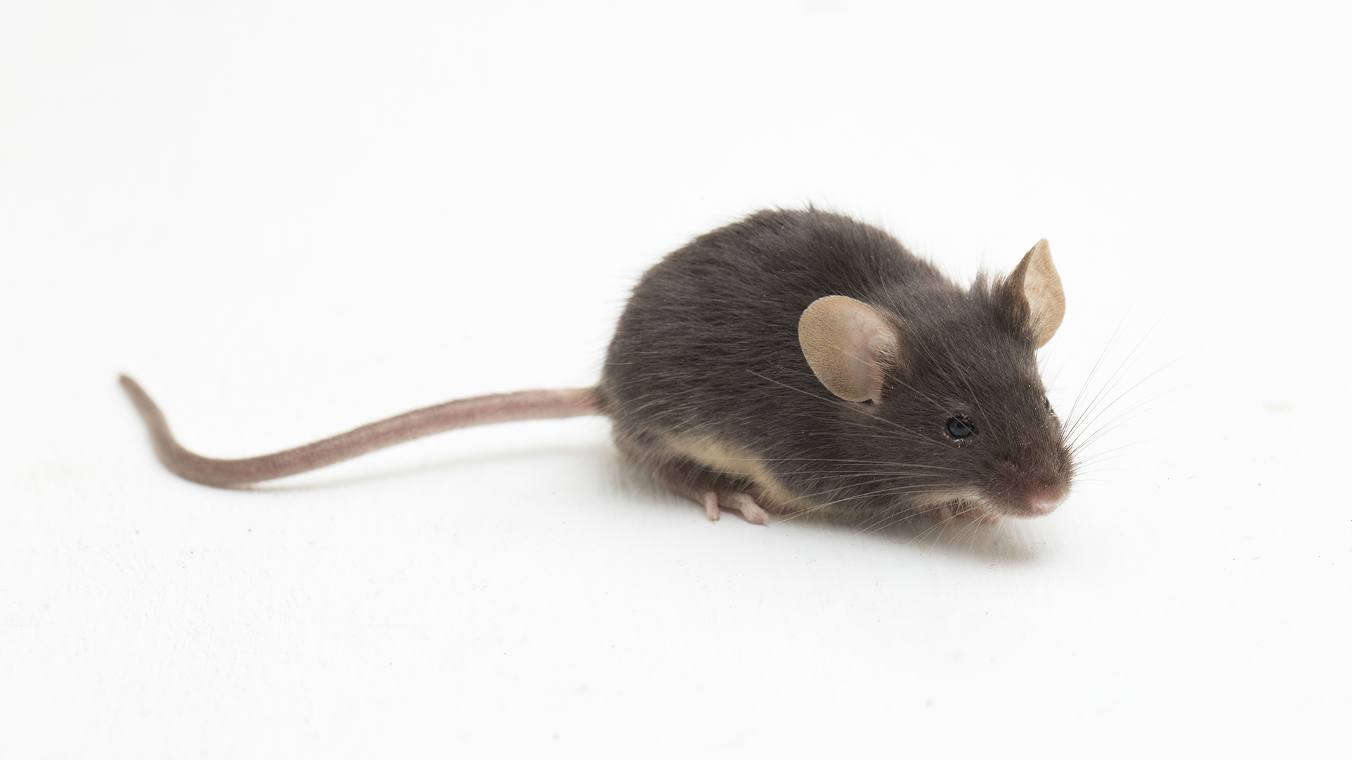 Comment boucher un trou pour que les souris n’entrent plus dans votre maison ? Test de fumée Delta